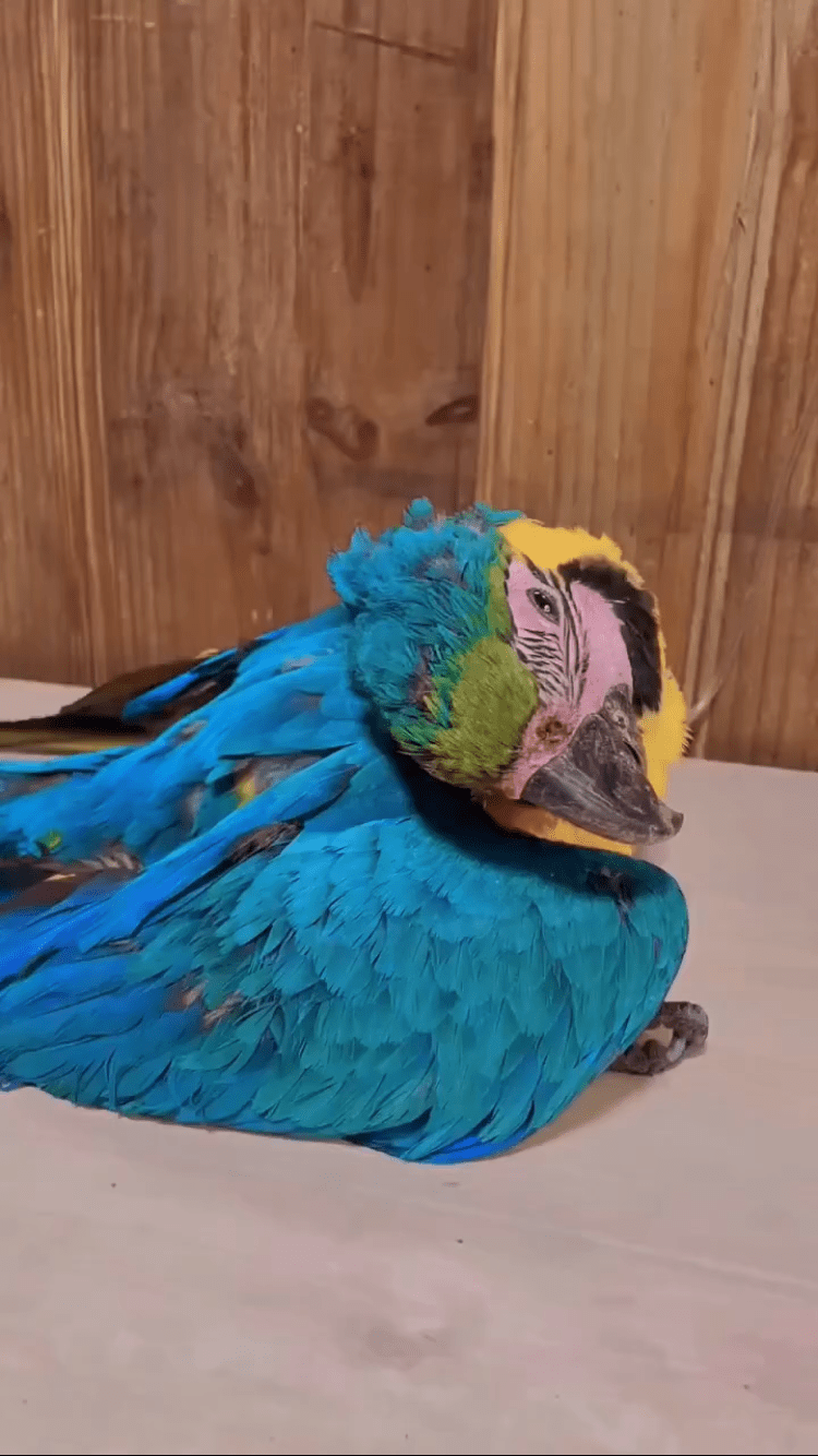 Veterinaria alerta que guacamayas están chocando contra vidrios de las canchas de pádel en&nbsp;Caracas