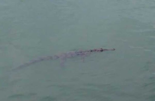 Alerta en La Guaira: Reportan presencia de un caimán en la playa de La&nbsp;Sabana