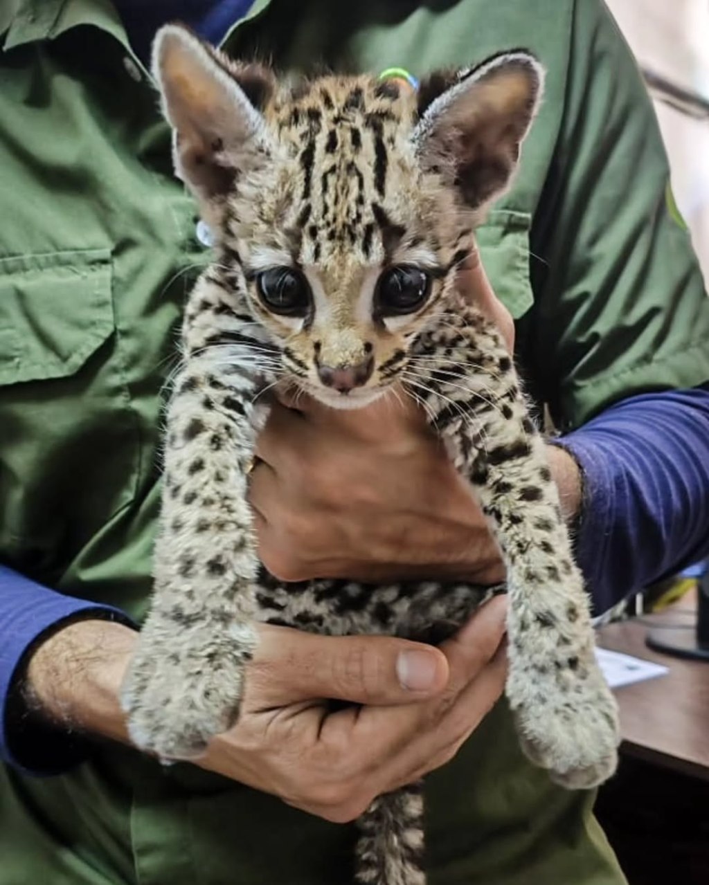 Rescatan a cachorro de cunaguaro en Urica Anzoátegui y recibe el nombre de&nbsp;Pedrito