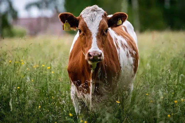 Hombre intentó abusar de una vaca y murió al recibir una patada del&nbsp;animal&nbsp;