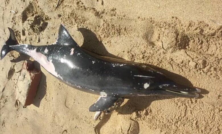 Continúan apareciendo delfines muertos en las playas de&nbsp;Carúpano