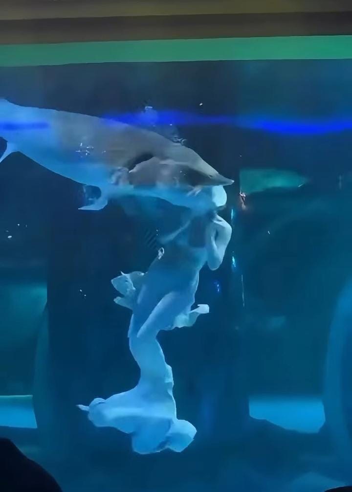 Sirena fue atacada por un pez gigante en acuario&nbsp;chino