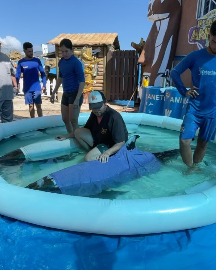 Solicitan apoyo para la recuperación de las orcas rescatadas en&nbsp;Margarita