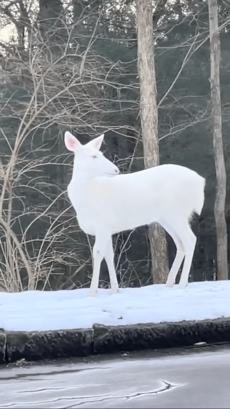 Encuentran un raro ciervo albino en las afueras de Greensboro en Estado&nbsp;Unidos&nbsp;