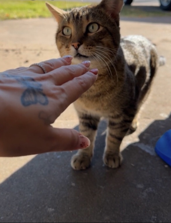Gato callejero encontró un hogar y el amor de una humana tras un año de&nbsp;cuidados