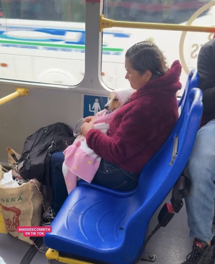Mujer enternece las redes por amoroso cuidado a su perrito en un ...