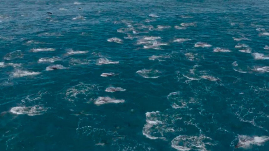 Más de 2.000 de delfines fueron avistados en las costas de&nbsp;California