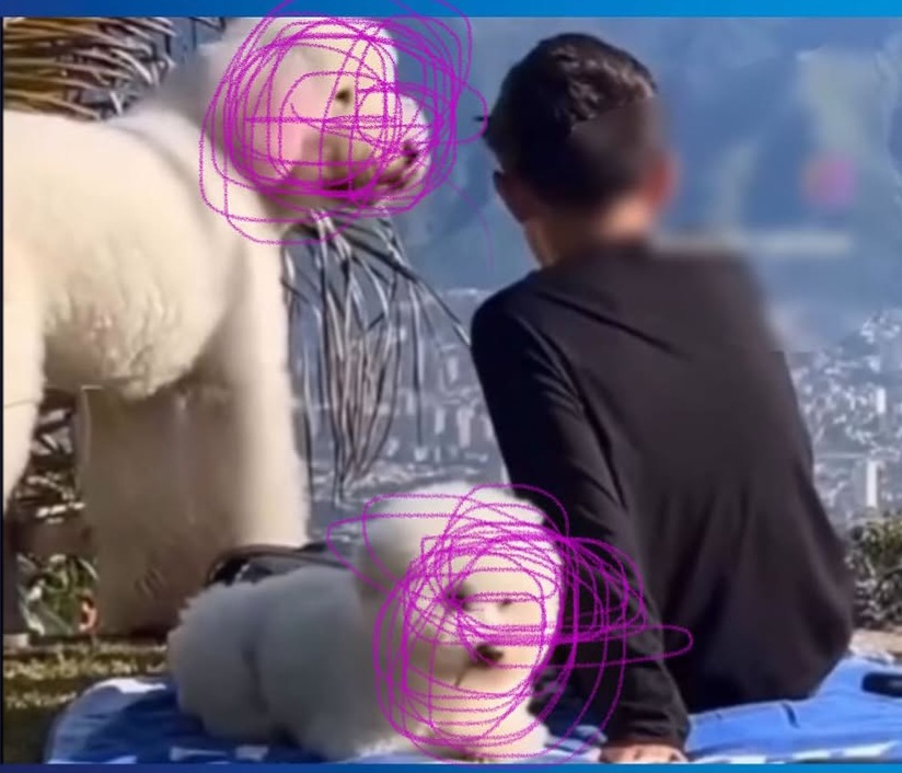 Ministerio Público designa Fiscalía 89 para investigar caso de dos perros que fueron&nbsp;envenenados