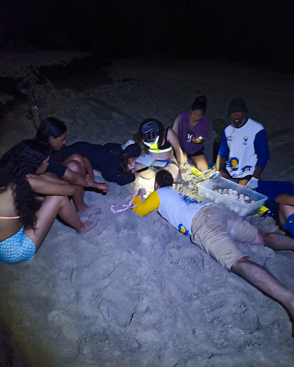 Inició la temporada de desove de tortugas en Nueva&nbsp;Esparta