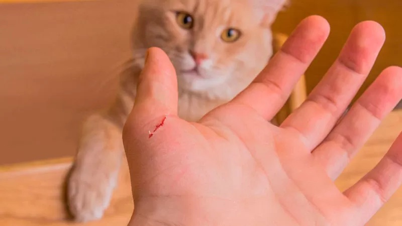 La enfermedad del arañazo de gato: Una infección bacteriana&nbsp;común