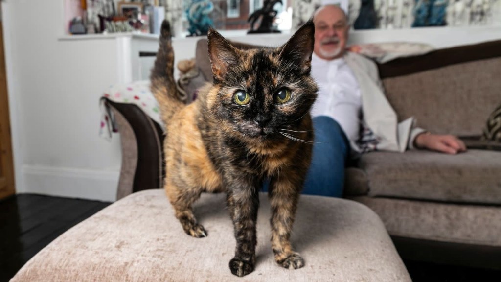 La gata “más vieja del mundo” celebró su trigésimo cumpleaños&nbsp;