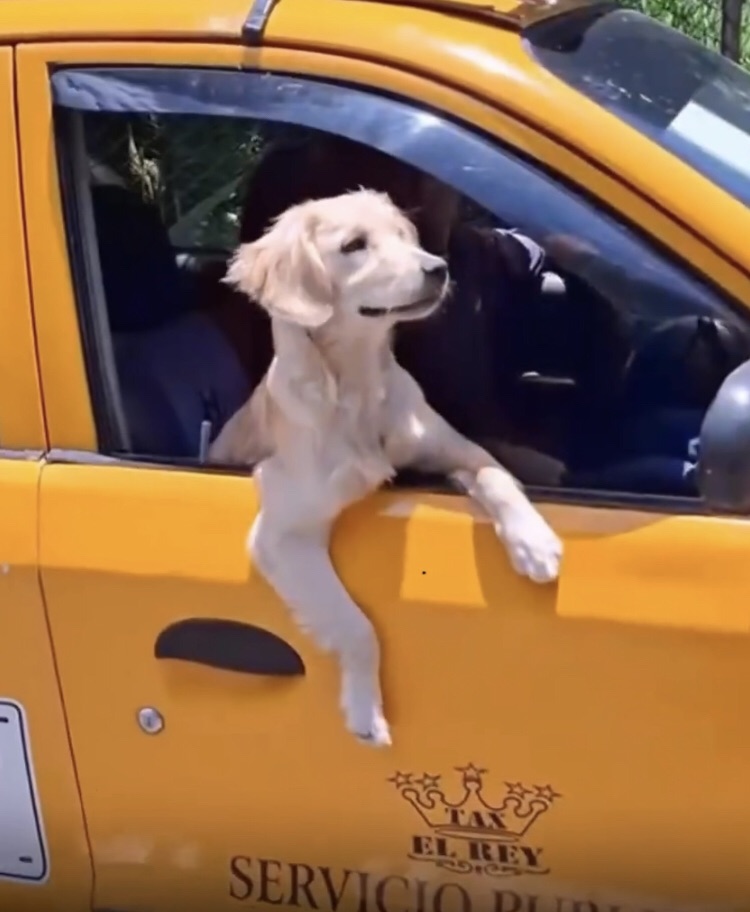Taxista se lleva de copiloto a su perrito para no dejarlo solo en&nbsp;casa&nbsp;