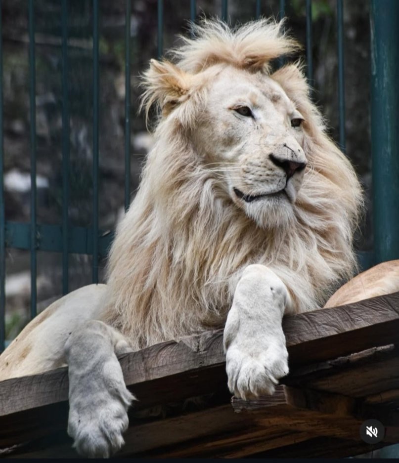 Falleció vigilante del zoológico de Mérida que intentó acariciar a los&nbsp;leones