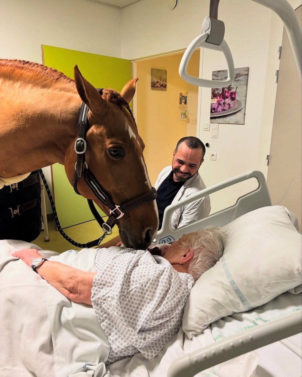 Conoce al «Doctor Peyo»: El caballo que lleva consuelo a pacientes terminales en&nbsp;Francia