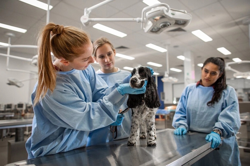 Resistencia a los antibióticos en mascotas: Una amenaza silenciosa para la&nbsp;salud