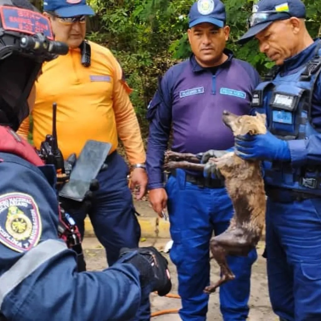 Bomberos y PC rescataron a perrito que estaba atrapado en un tanque subterráneo en la UDO&nbsp;Barcelona