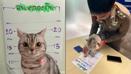 Policías “arrestaron” a una gatita en Tailandia por&nbsp;morderlos