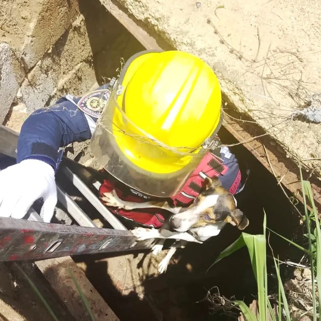 Bomberos de Anzoátegui rescatan a perrito que cayó en Pozo&nbsp;Séptico