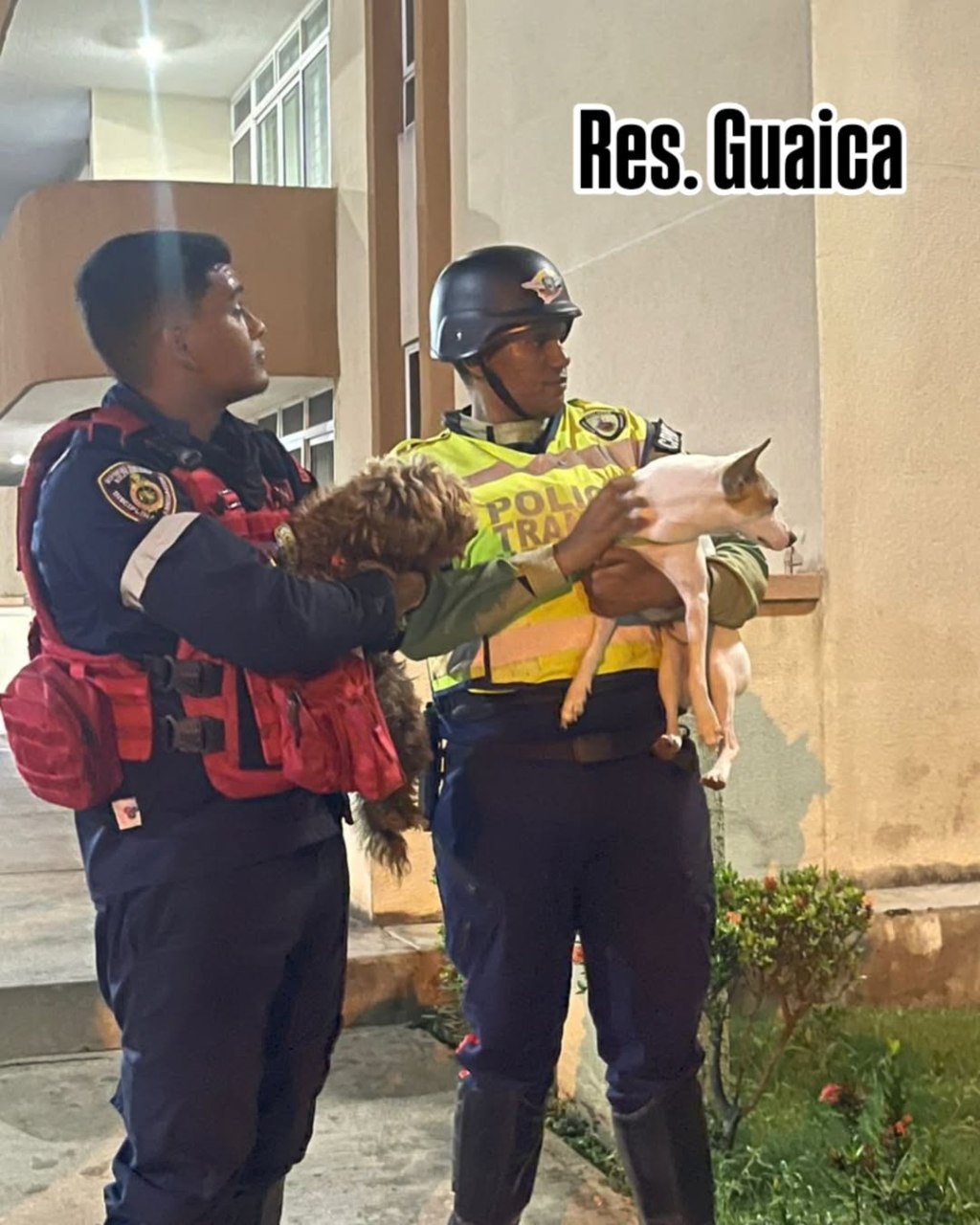 Rescatados Perritos que estaban solos desde hace 4 días en apartamento en&nbsp;Lechería