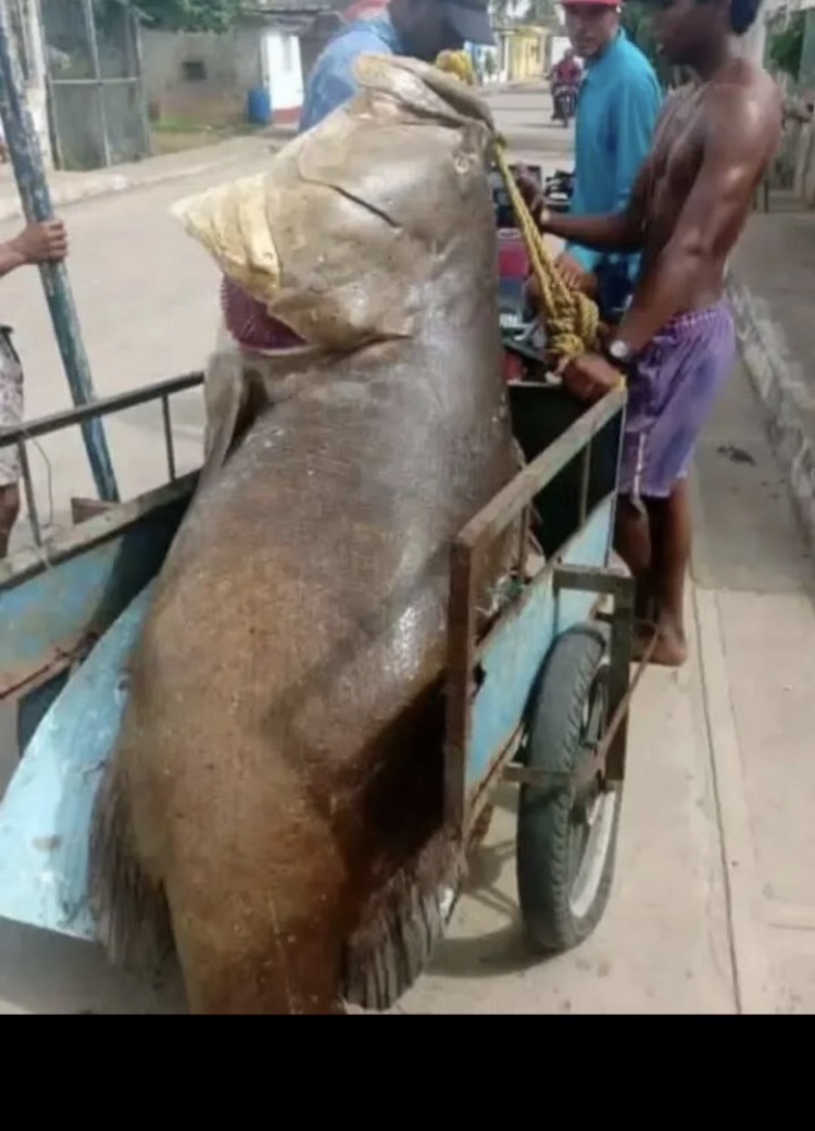 Impresionante: En Falcón pescaron mero de 250&nbsp;kilos