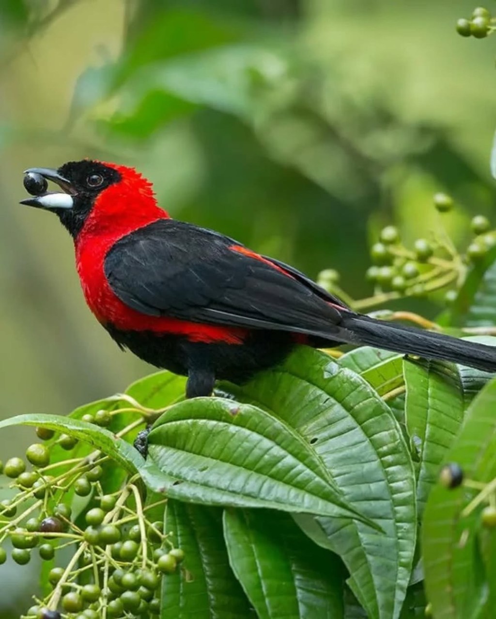 Descubrieron una nueva especie de ave en el estado&nbsp;Amazonas