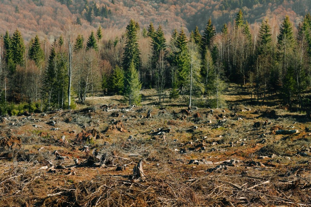 Silvicultura en tiempo real: ¿Qué pueden revelar las imágenes satelitales sobre la&nbsp;deforestación?