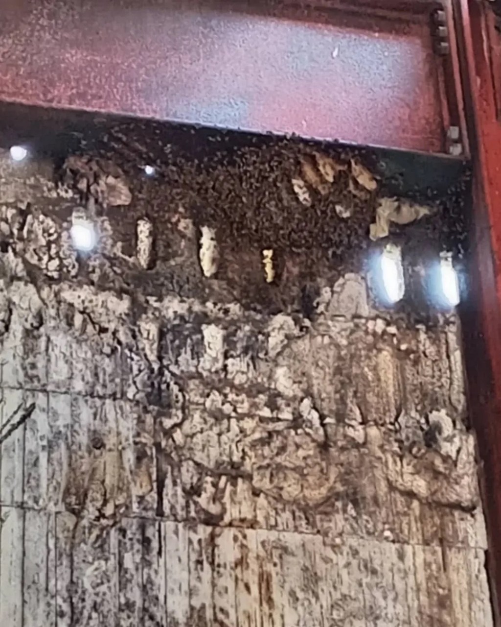 Bomberos atendieron llamado por enjambre de avispas en Los&nbsp;Montones