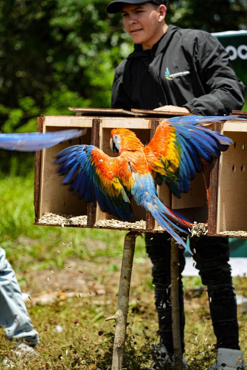 Liberaron guacamayas bandera en&nbsp;Guárico