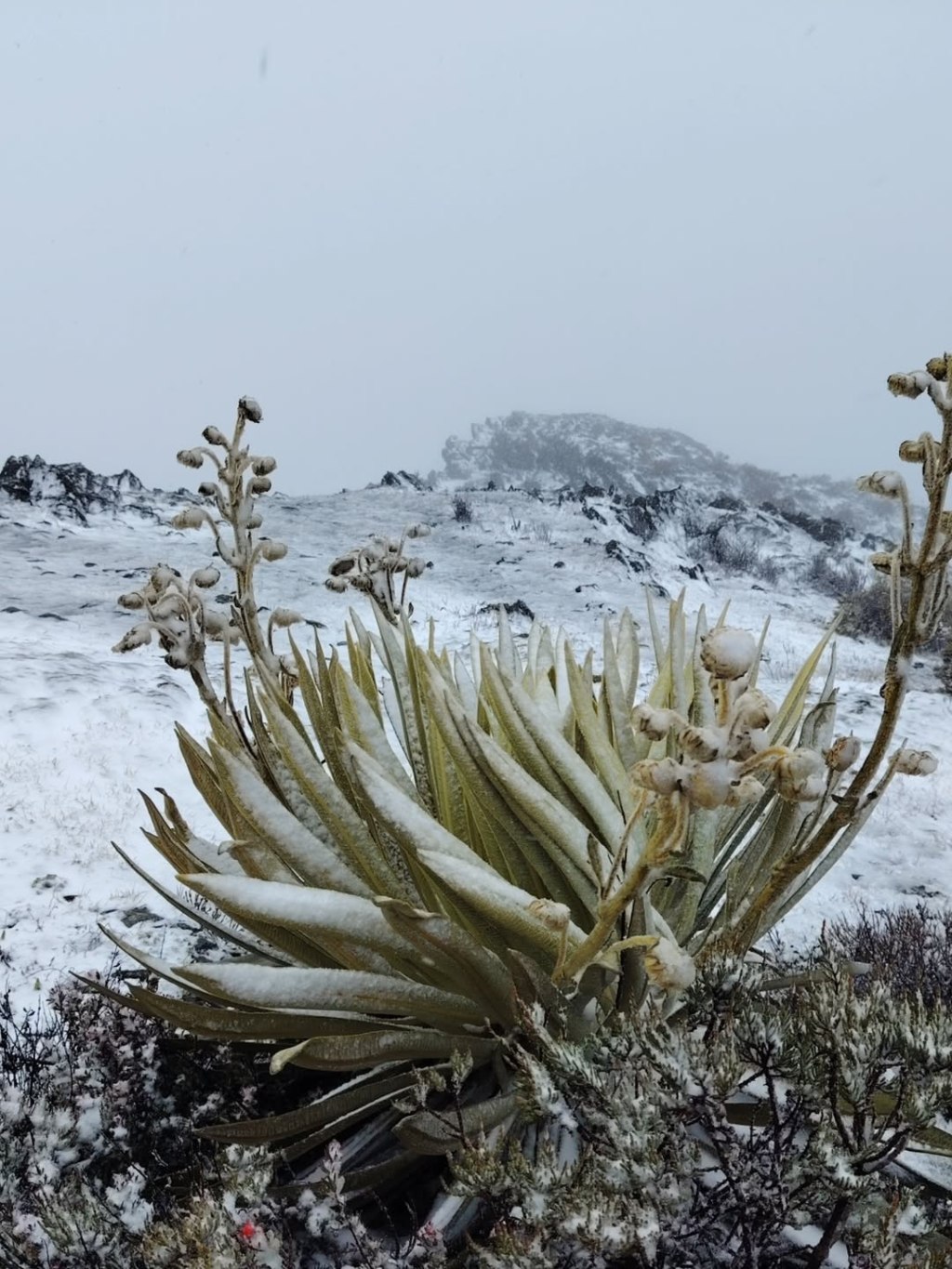 Nevó en Mérida y con las montañas vestidas de blanco se eleva oración al&nbsp;cielo