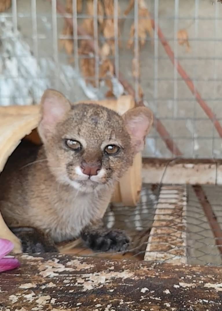 Un Final Feliz: Onza Rescatada y Liberada en&nbsp;Barcelona