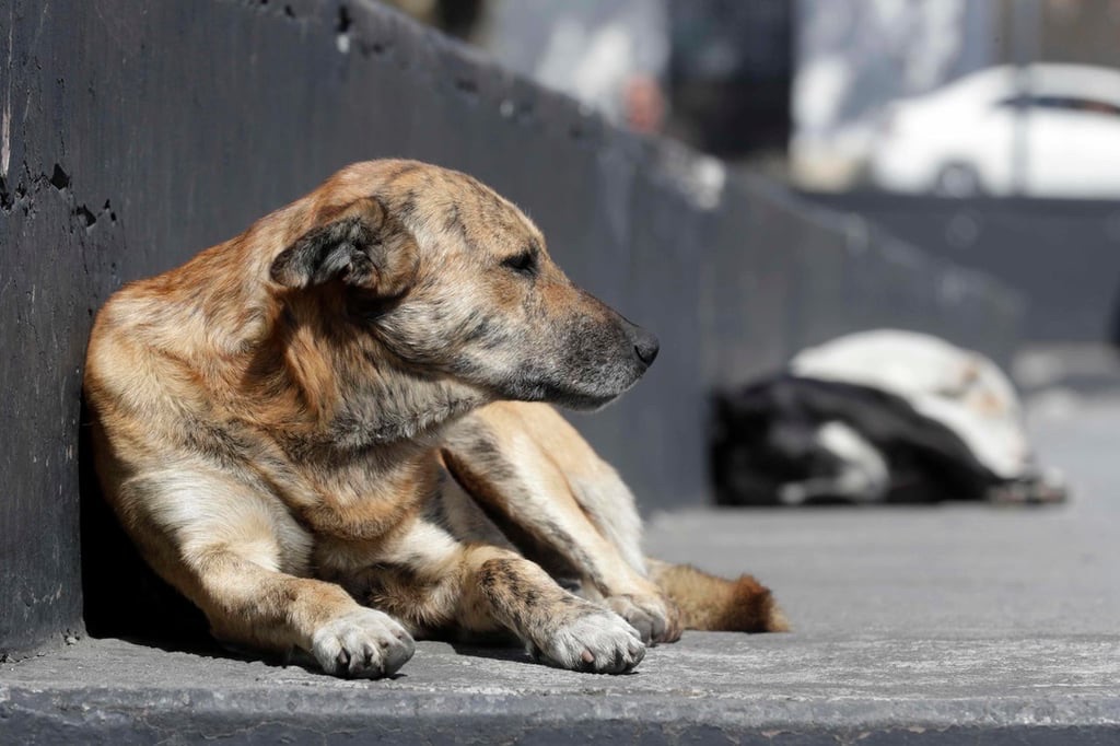 Un hombre fue detenido en Clarines acusado de maltrato animal y porte ilícito de&nbsp;arma