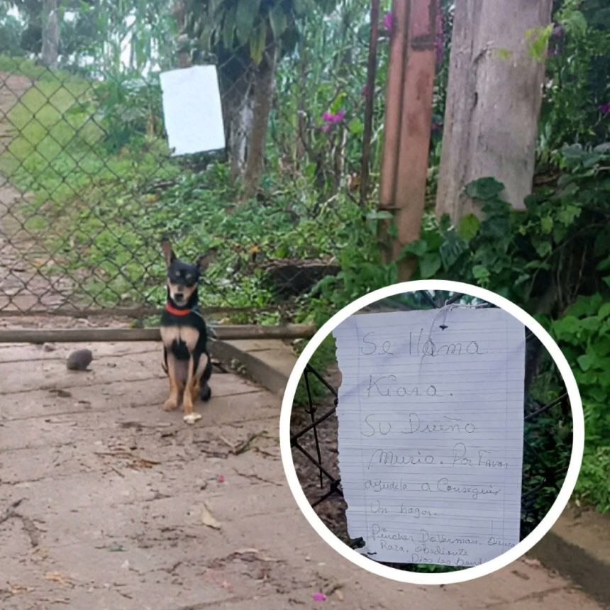 Con una carta de despedida abandonaron a una perrita en Miranda tras fallecer su&nbsp;dueño&nbsp;