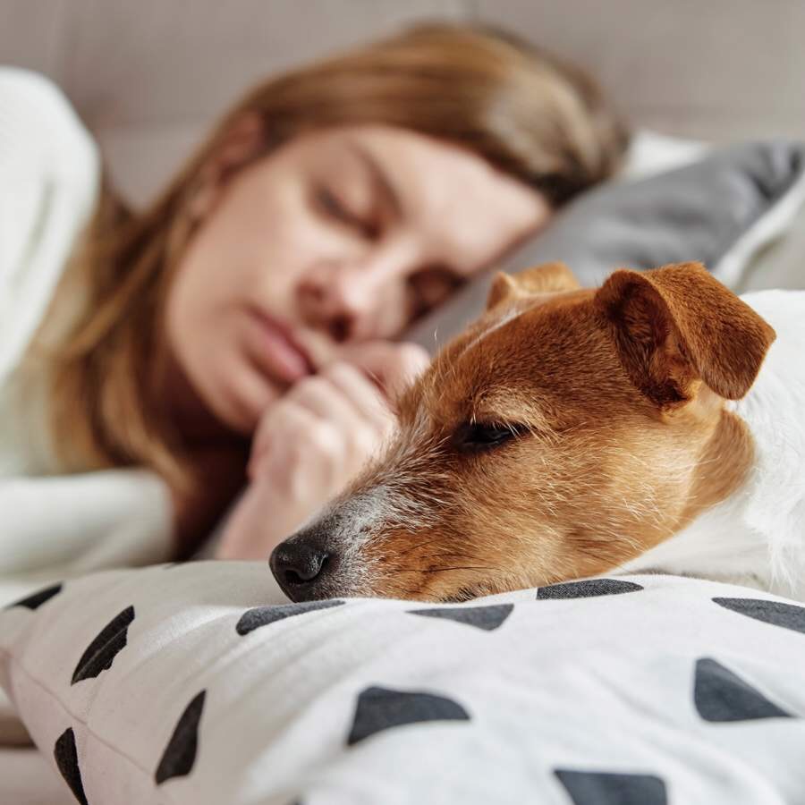 ¿El mejor compañero de cama? Un estudio revela que las mujeres duermen mejor con sus&nbsp;perros