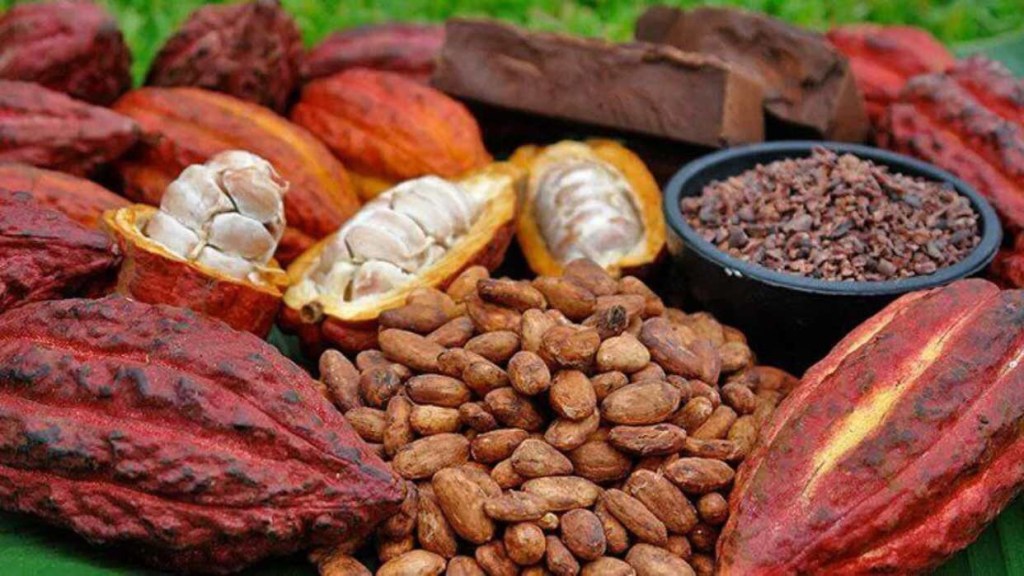Venezuela Inició la exportación de cacao a Rusia con un envío de 50&nbsp;toneladas