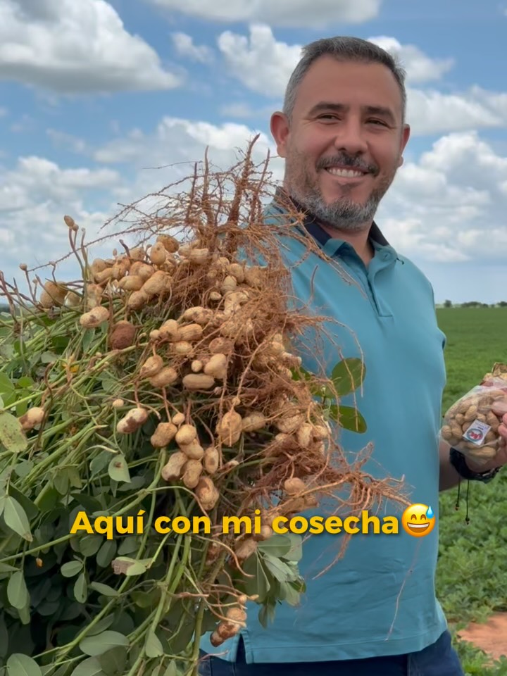 70% del maní que se consume en Venezuela sale de la Mesa de Guanipa en&nbsp;Anzoátegui