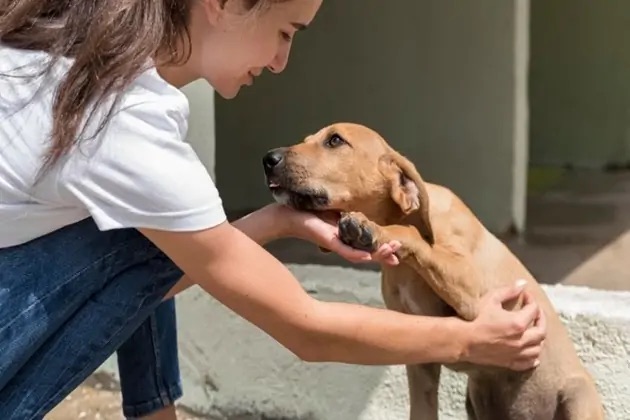 Decenas de mascotas son abandonadas en Los Ángeles debido a redadas&nbsp;migratorias