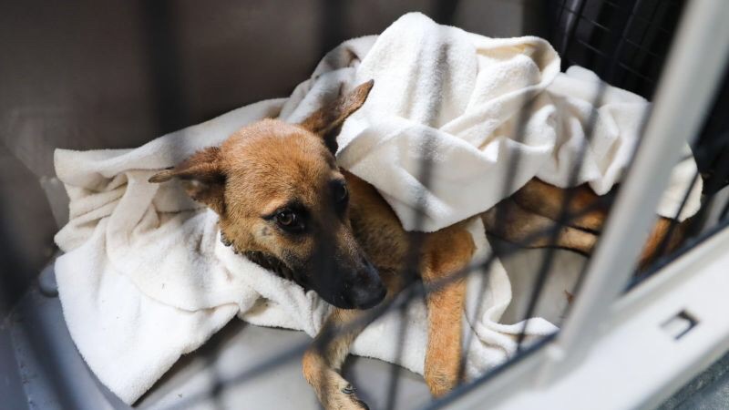 Detenido por arrollar a dos perros en Anaco bajo presunto estado de&nbsp;ebriedad