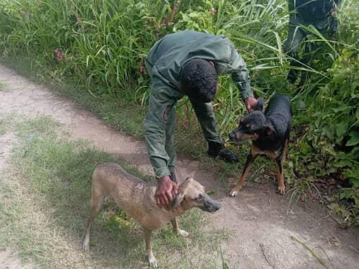 Funcionarios de la GNB rescataron a dos perritos que cayeron en una Laguna de la refinería en Puerto La&nbsp;Cruz