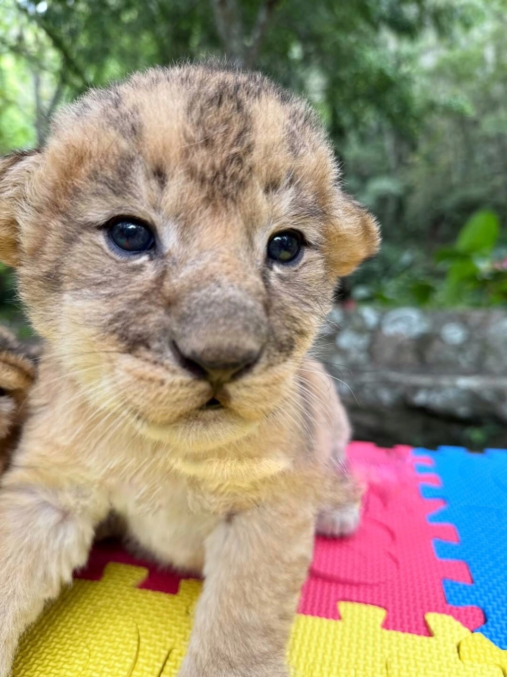 Zoológico de Mérida pide ayuda para elegir los nombres de los tres cachorros de león recién&nbsp;nacidos