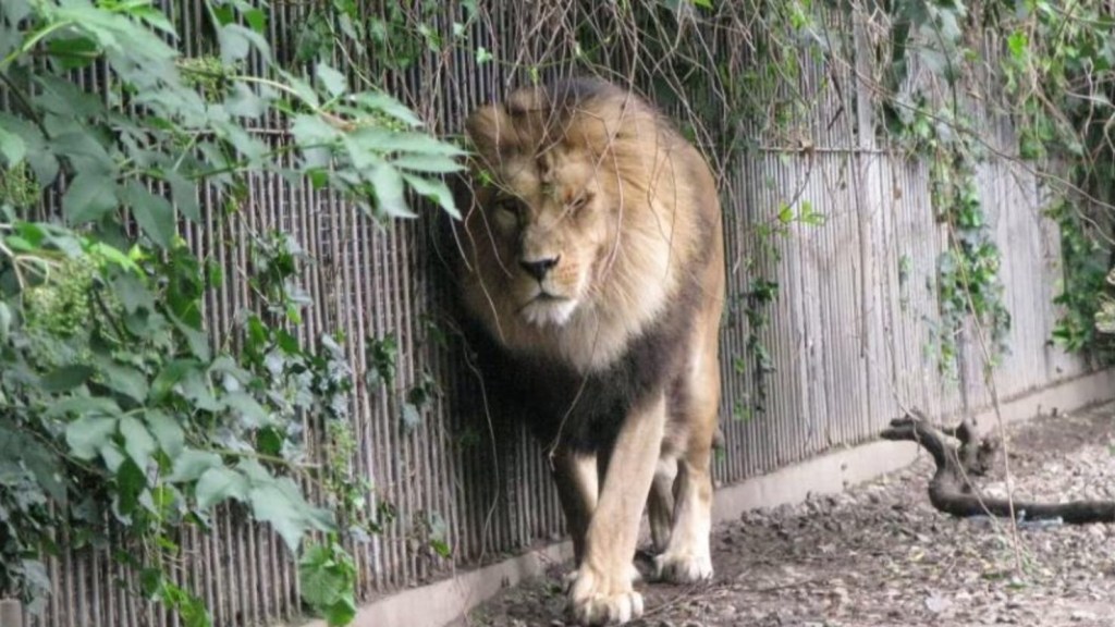 En Dinamarca: Zoológico pide donar mascotas “no deseadas” para alimentar a sus&nbsp;leones