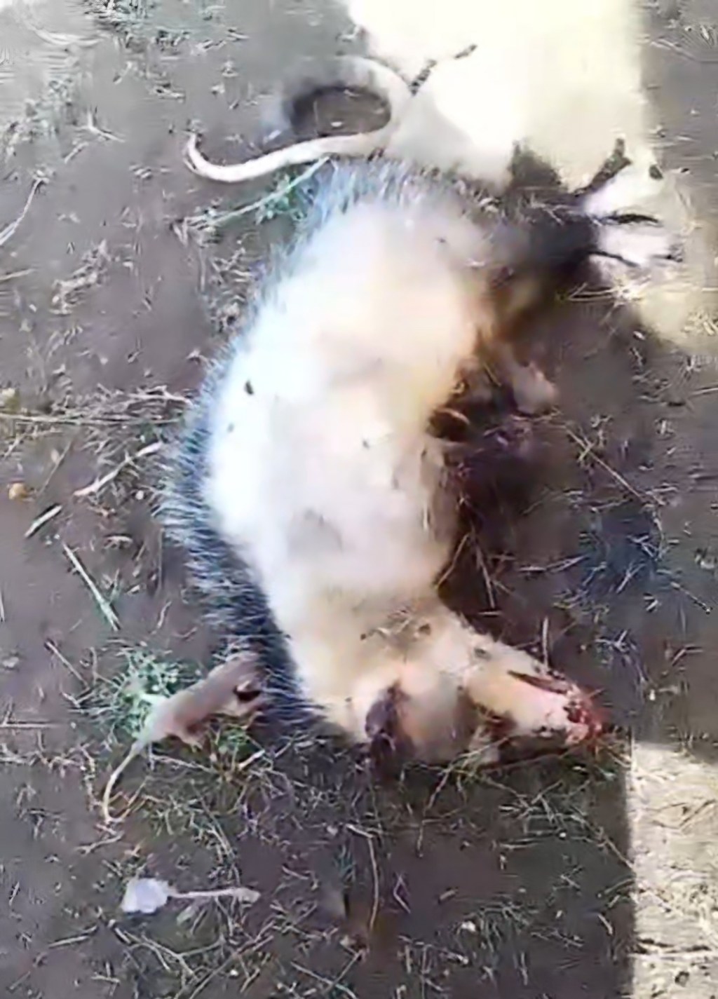 Denuncian que en Barcelona mataron a pedradas a un rabipelado, dejando huérfanas a sus crías 