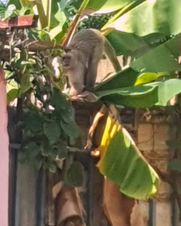 Se llevaron a «mono agresivo» de Guamachito a Puente Ayala, se escapó y está&nbsp;«incontrolable»