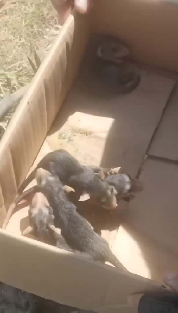 Falta de conciencia: Rescatan crías de zarigüeya tras ataque a su madre en&nbsp;Lechería