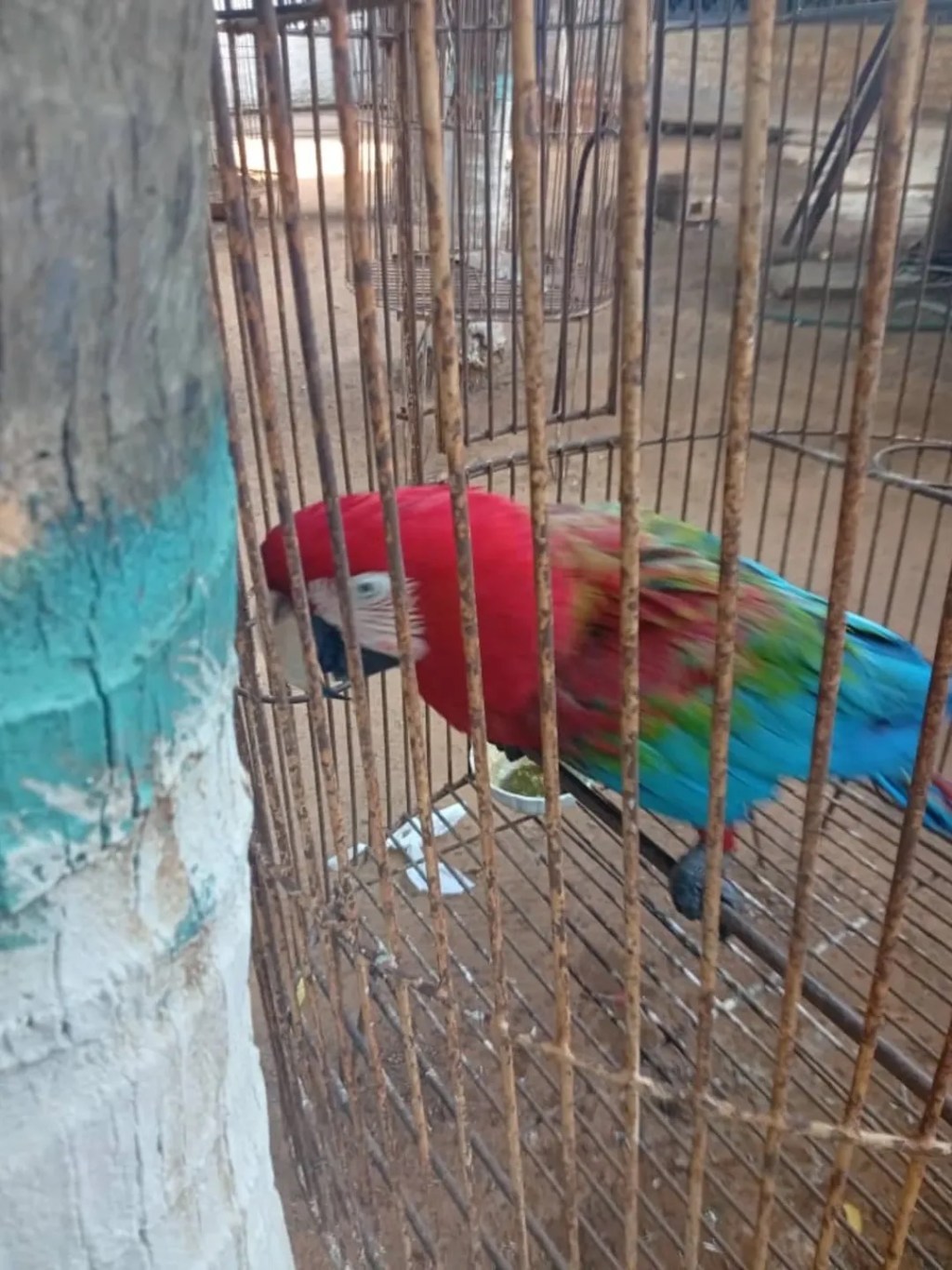 Rescataron guacamaya que sobrevivió a la explosión de fábrica de fuegos artificiales en el&nbsp;Zulia&nbsp;