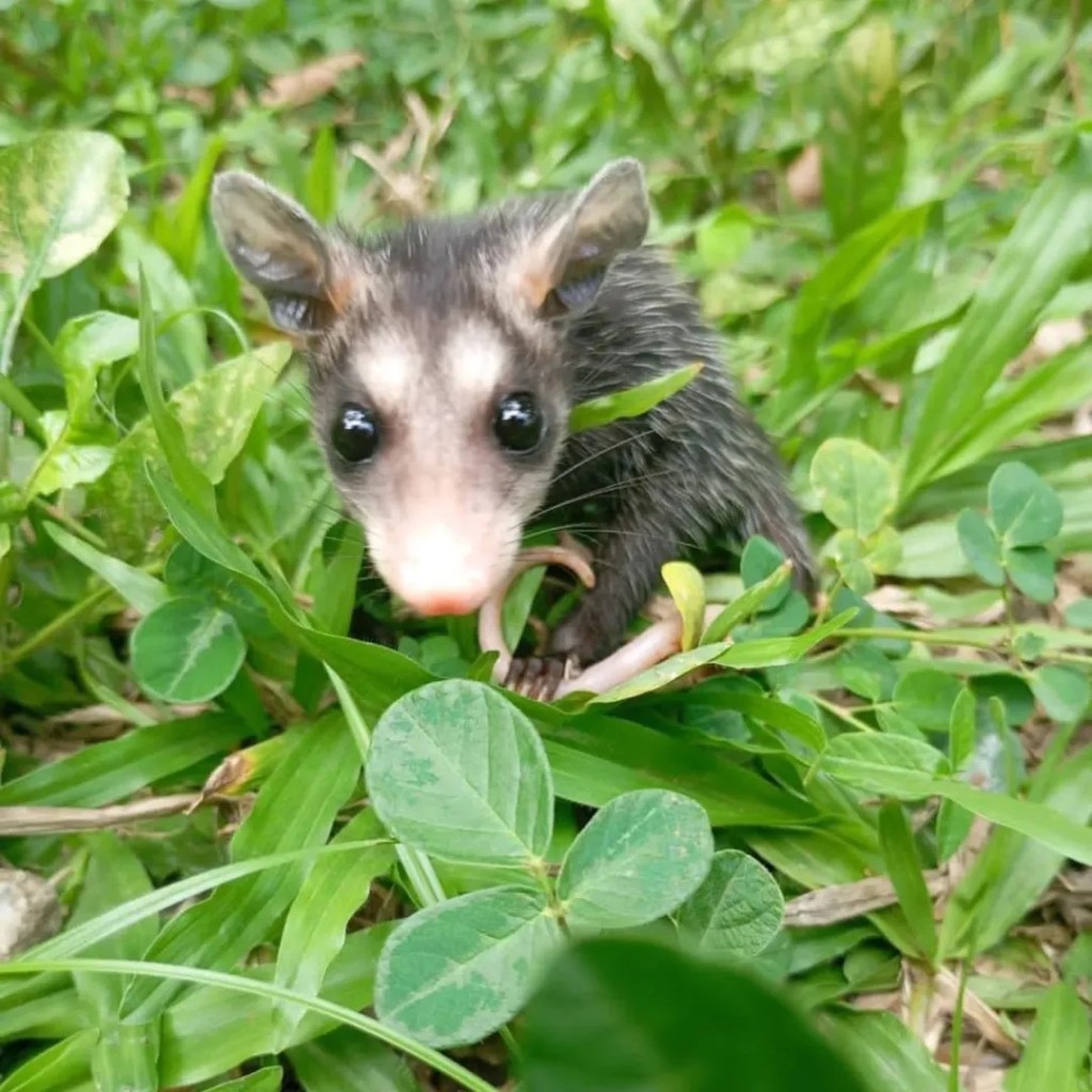 Liberaron siete zarigüeyas en su hábitat&nbsp;natural