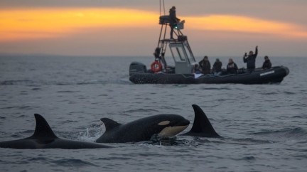 Orcas atacaron y hundieron un yate en la costa de&nbsp;Portugal