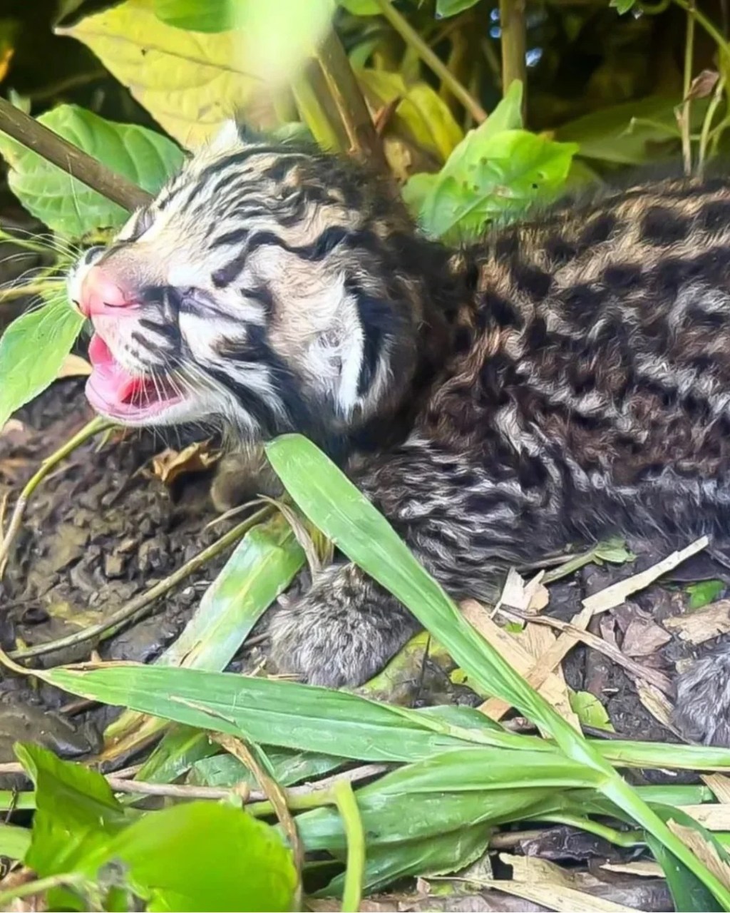 Nace una cría de Cunaguaro en el Zoológico Las&nbsp;Delicias