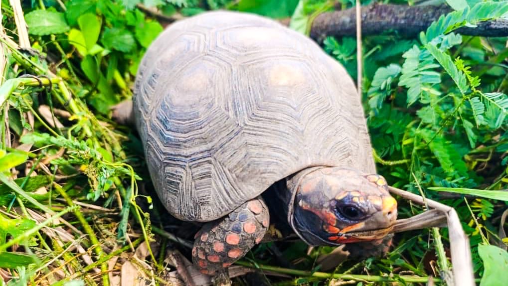 Liberan 32 morrocoyes sabaneros en el estado&nbsp;Anzoátegui