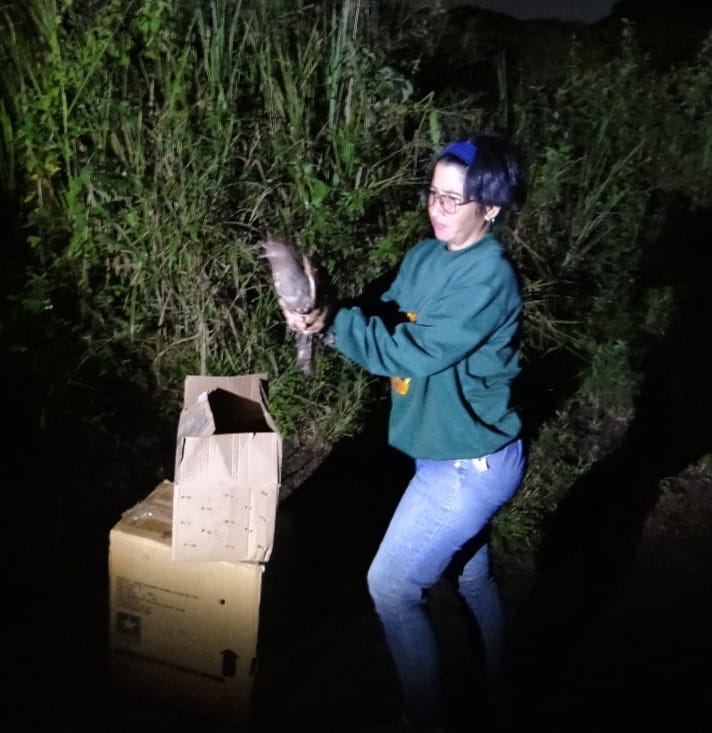 Tres Guácharos Rescatados en Barcelona y Lechería volvieron a su Hábitat&nbsp;Natural