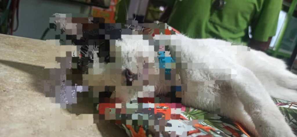 Dos gatas embarazadas fueron envenenadas en la Fundación Mendoza en&nbsp;Barcelona